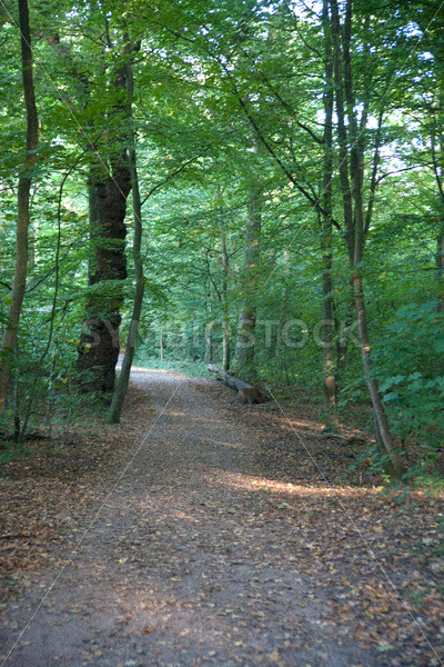 Waldweg - Fotos-Schmiede