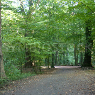 Weg zum Teich - Fotos-Schmiede