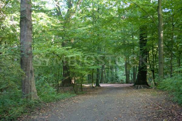 Weg zum Teich - Fotos-Schmiede