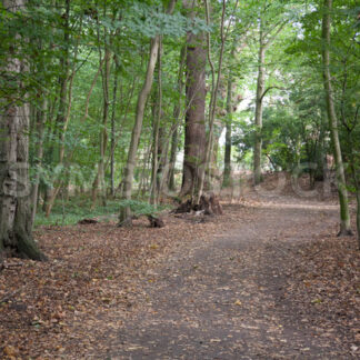 Wegbiegung - Fotos-Schmiede