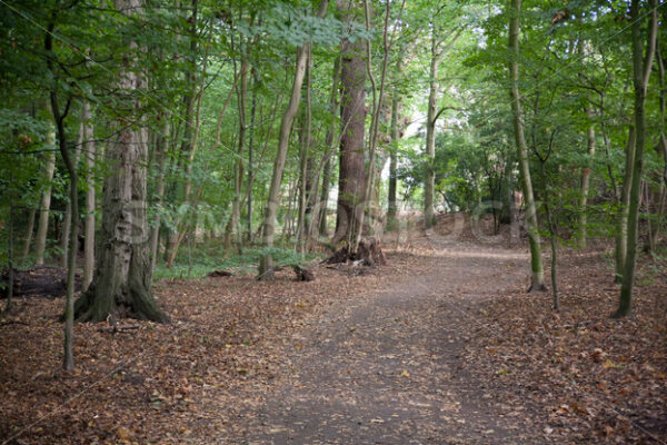 Wegbiegung - Fotos-Schmiede