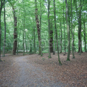 Wegverlauf durch den Wald - Fotos-Schmiede