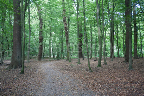 Wegverlauf durch den Wald - Fotos-Schmiede