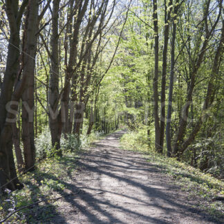 Auf dem Damm im Gegenlicht im Frühjahr - Fotos-Schmiede