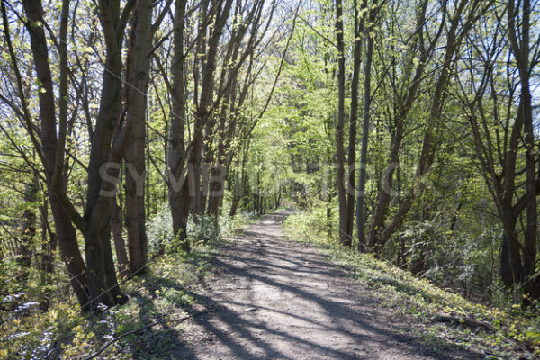 Auf dem Damm im Gegenlicht im Frühjahr - Fotos-Schmiede