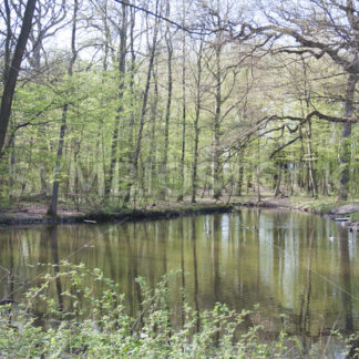 Teich im Wandsbeker Gehölz im Frühjahr - Fotos-Schmiede