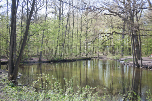 Teich im Wandsbeker Gehölz im Frühjahr - Fotos-Schmiede