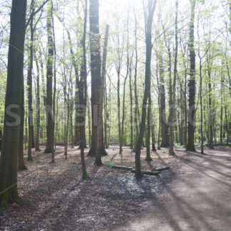 Wald im Gegenlicht im Frühjahr - Fotos-Schmiede