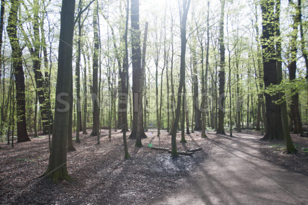 Wald im Gegenlicht im Frühjahr - Fotos-Schmiede