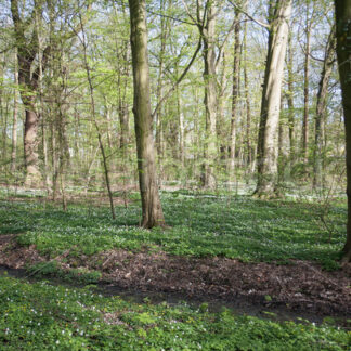 Weiße Sumpfdotterblumen im Wald im Frühjahr - Fotos-Schmiede