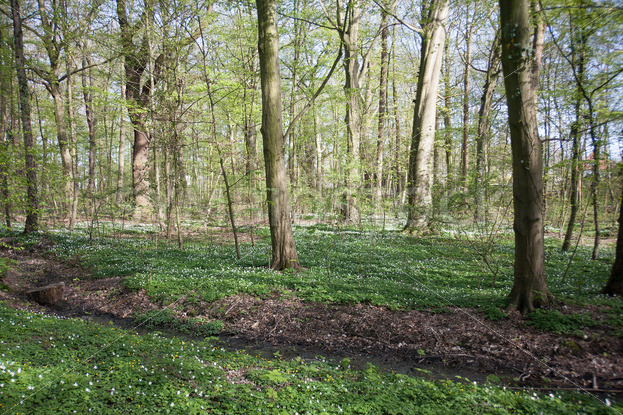 Weiße Sumpfdotterblumen im Wald im Frühjahr - Fotos-Schmiede