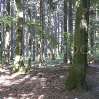 Abstieg vom Hülsenberg - Fotos-Schmiede