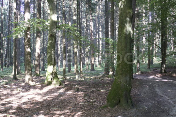 Abstieg vom Hülsenberg - Fotos-Schmiede