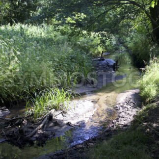 Bachverlauf am Öjendorfer See - Fotos-Schmiede