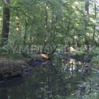 Bachverlauf im östlichen Wandsbeker Gehölz - Fotos-Schmiede