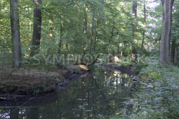 Bachverlauf im östlichen Wandsbeker Gehölz - Fotos-Schmiede