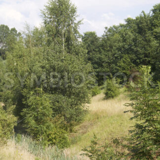 Baumbestand in leerem Bachbett - Fotos-Schmiede