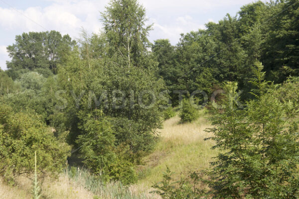 Baumbestand in leerem Bachbett - Fotos-Schmiede