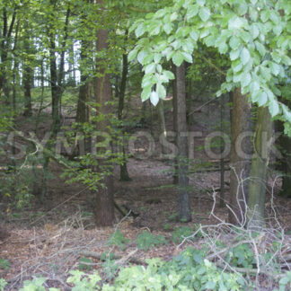 Erhöhung auf dem Rundwanderweg - Fotos-Schmiede