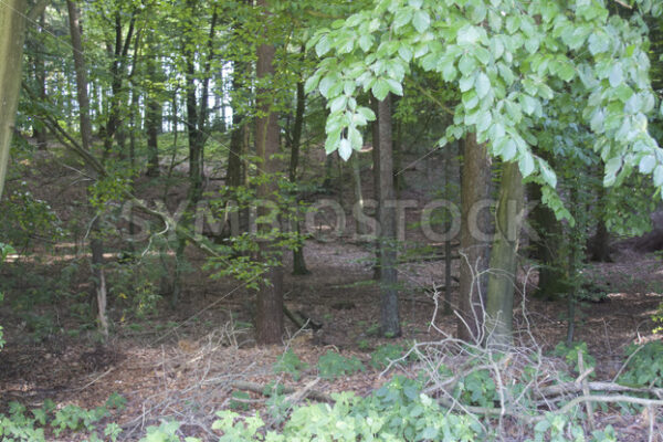 Erhöhung auf dem Rundwanderweg - Fotos-Schmiede