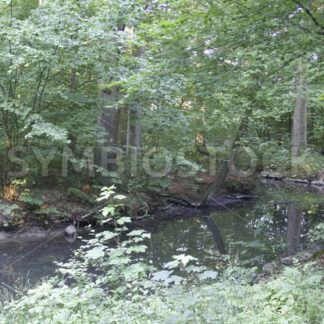 Kleiner Teich im östlichen Wandsbeker Gehölz - Fotos-Schmiede