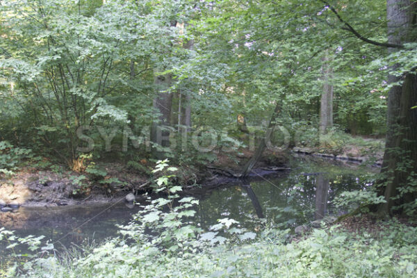 Kleiner Teich im östlichen Wandsbeker Gehölz - Fotos-Schmiede