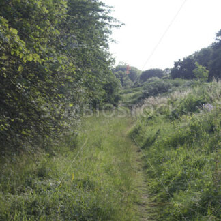 Unbefestiger Spazierweg in Jenfeld - Fotos-Schmiede