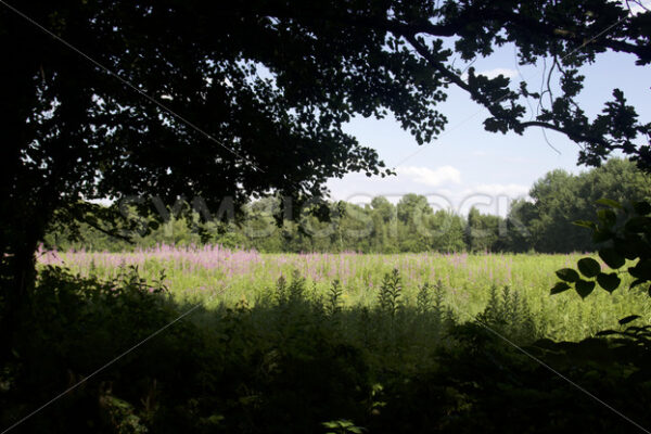 Westliche Parkanlage Öjendorfer See - Fotos-Schmiede