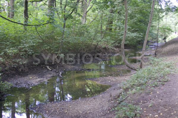 Berner Aue mit sehr geringem Wasserstand - Fotos-Schmiede