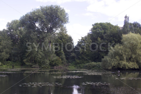 Reiher am Eichtalteich - Fotos-Schmiede