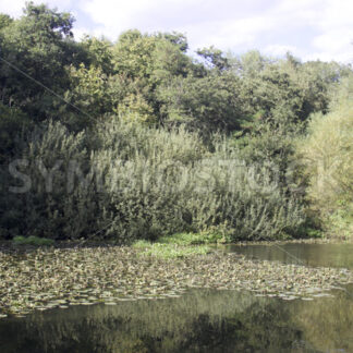 Reiher am Nordmarkteich - Fotos-Schmiede