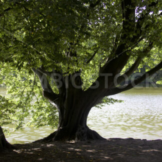 Schattenspiel am Kupferteich - Fotos-Schmiede