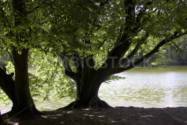 Schattenspiel am Kupferteich - Fotos-Schmiede