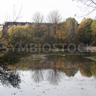 Der Mühlenteich - Fotos-Schmiede