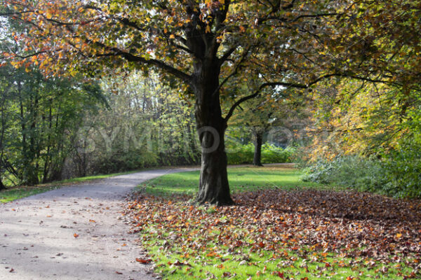 Schöne Herbststimmung - Fotos-Schmiede