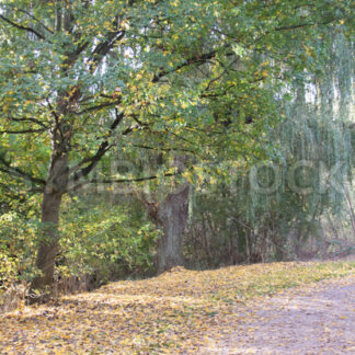 Schöne Trauerweiden - Fotos-Schmiede