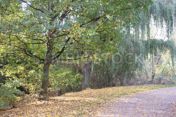 Schöne Trauerweiden - Fotos-Schmiede