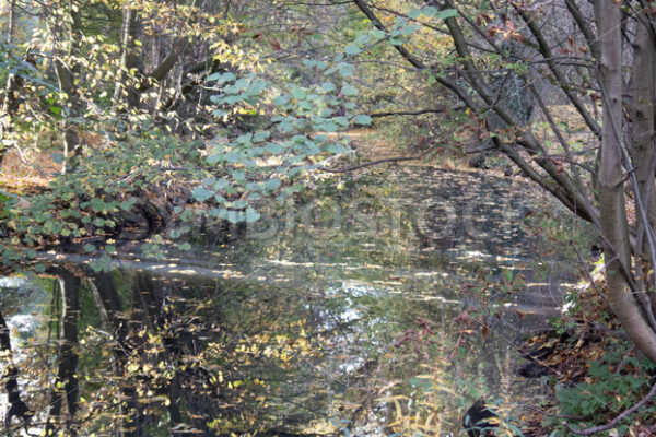 Wandse im Eichtalpark im Herbst - Fotos-Schmiede