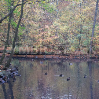 Enten auf dem Teich - Fotos-Schmiede