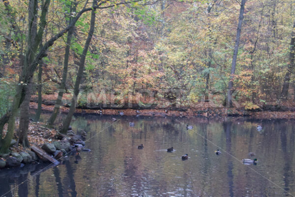 Enten auf dem Teich - Fotos-Schmiede