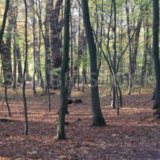 Herbststimmung unterwegs im Gehölz - Fotos-Schmiede