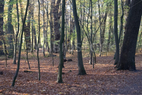 Herbststimmung unterwegs im Gehölz - Fotos-Schmiede