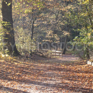 Im hellen Herbstlicht - Fotos-Schmiede