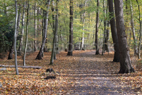 Im westlichen Teil des Gehölzes - Fotos-Schmiede