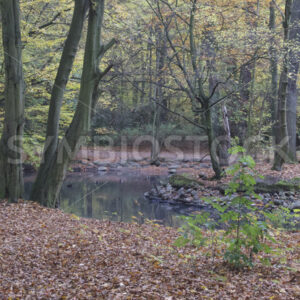 Kleiner Teich mit Insel - Fotos-Schmiede