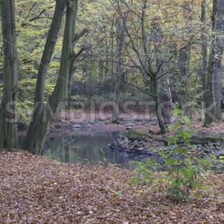 Kleiner Teich mit Insel - Fotos-Schmiede