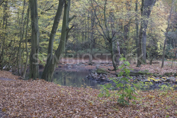 Kleiner Teich mit Insel - Fotos-Schmiede