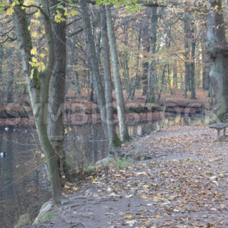 Sitzbank am Teich im düsteren Herbstlicht - Fotos-Schmiede