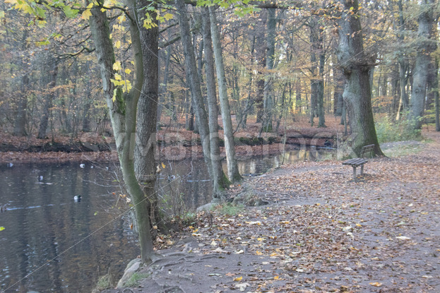 Sitzbank am Teich im düsteren Herbstlicht - Fotos-Schmiede
