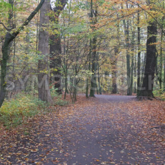 Spazierweg - Fotos-Schmiede